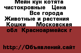 Мейн-кун котята чистокровные › Цена ­ 25 000 - Все города Животные и растения » Кошки   . Московская обл.,Красноармейск г.